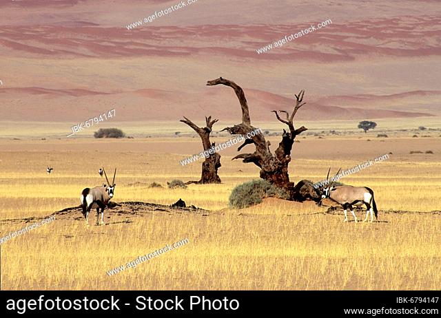 Oryx (Namib), oryx antelope, gemsbok (Oryx gazella)