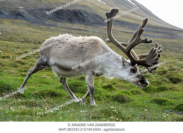 Svalbard reindeer, Rangifer tarandus platyrhynchus, Spitsbergen, Svalbard, Arctic