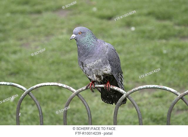 Pigeon on a fence,  Kensington garden, London