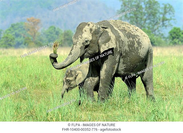 Asian Elephant (Elephas maximus indicus) adult female and calf, feeding, standing in grassland, Jim Corbett N.P., Uttarkhand, India, May