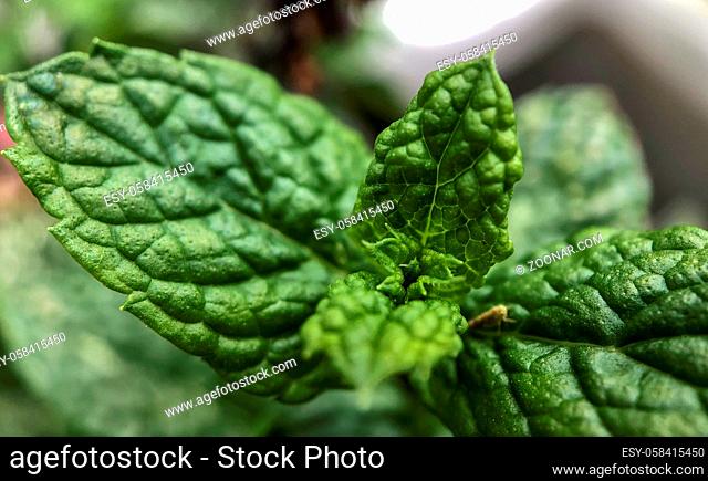Close up of fresh green mint leafs