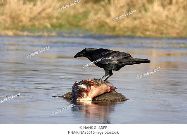 Common Raven Corvus corax - Germany, Europe