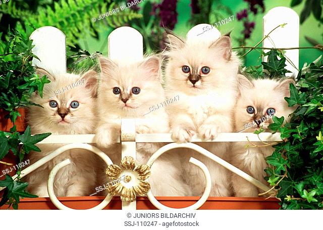 four young sacred cat of Birma - behind fence