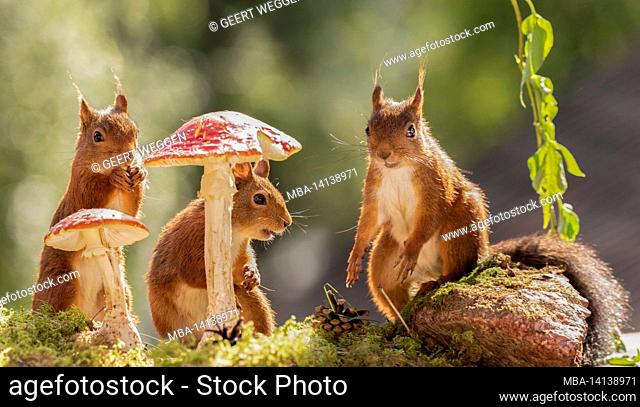 red squirrels are standing with mushrooms
