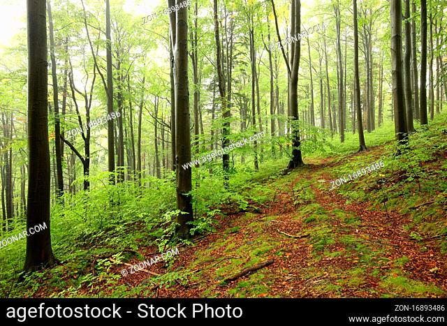Early autumn beech forest in misty weather, Bischofskoppe Mountain, October, Poland