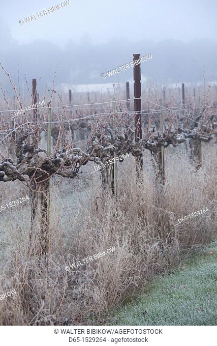 USA, California, Northern California, North Coast, Ukiah, vineyard in winter, foggy dawn