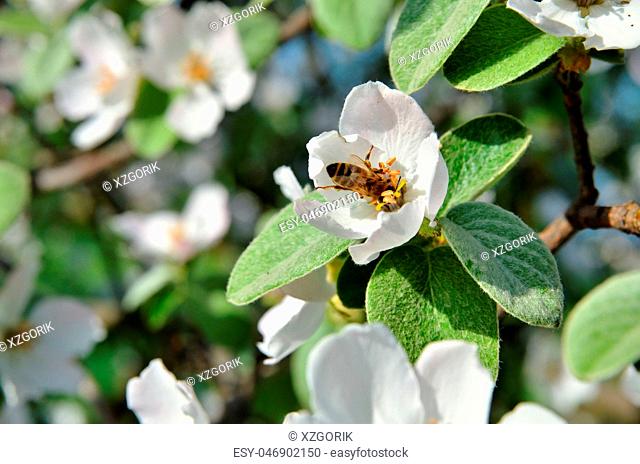 The bee sits on apple inflorescence