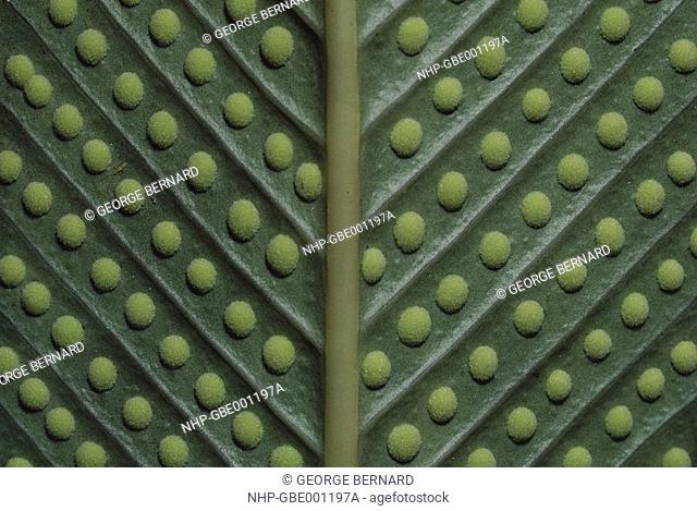 FERN sporophyll & unripe sori Nephidium sp  Bolivia, South America