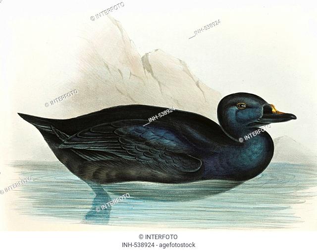 zoology / animal, avian / bird, anatidae, common scoter, melanitta nigra, colour lithograph, by John Gould 1804 - 1881, from 'Birds of Europe', London