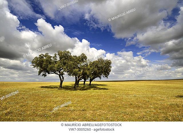 The vast plains of Alentejo with cork trees. Portugal is the world's most big producer of cork