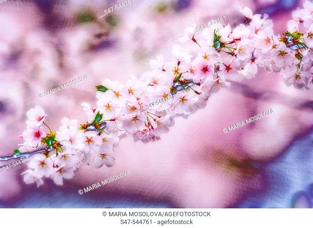Cherry Blossom. Yoshino Cherry. Prunus x yedoesnis