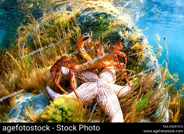 RUSSIA, PRIMORYE REGION - MAY 11, 2023: A helmet crab (Telmessus cheiragonus) and a Northern Pacific seastar (Asterias amurensis) are seen in the Veselkin Bay...