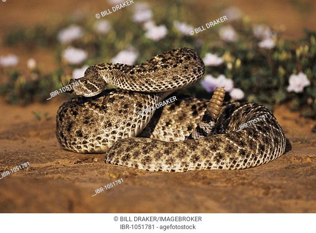 Western Diamondback Rattlesnake (Crotalus atrox), adult in defense pose among flowers in desert, Starr County, Rio Grande Valley, Texas, USA