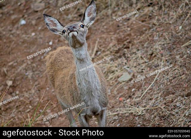 Young Spanish red deer Cervus elaphus hispanicus smelling. Monfrague National Park. Caceres. Extremadura. Spain