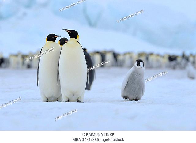 Emperor penguins, Aptenodytes forsteri, Adults with Chick, Snow Hill Island, Antartic Peninsula, Antarctica