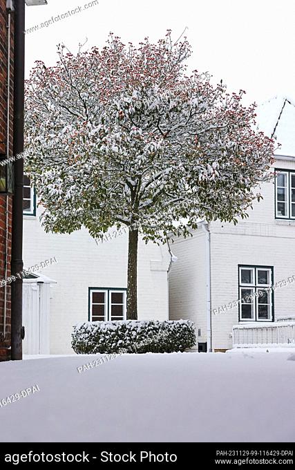 29 November 2023, Schleswig-Holstein, Rendsburg: A sidewalk and a tree in the backyard of the Jewish Museum are covered in snow