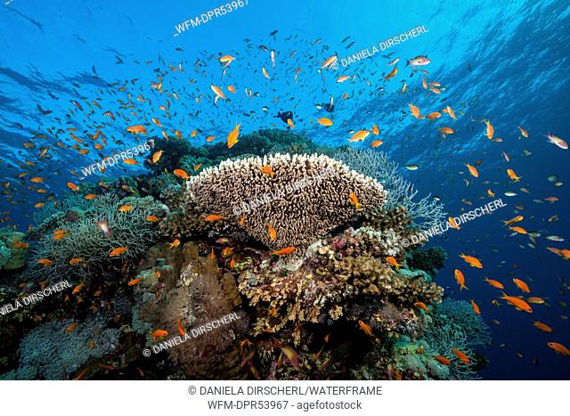 Lyretail Anthias over Coral Reef, Pseudanthias squamipinnis, Sanganeb, Red Sea, Sudan