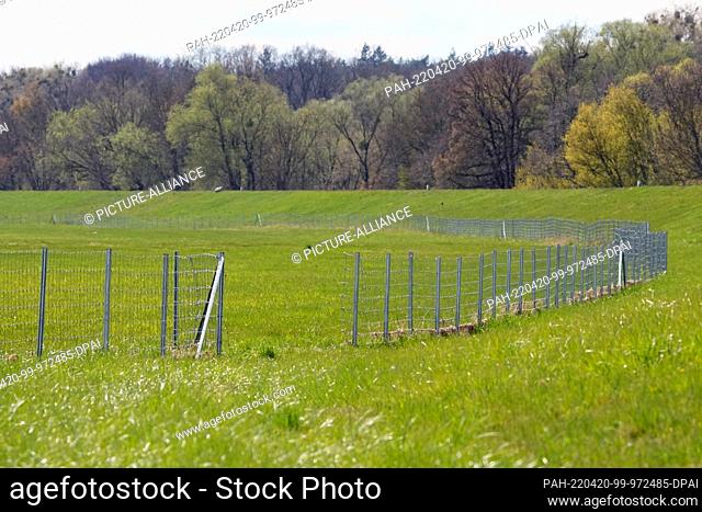 19 April 2022, Brandenburg, Schwedt/Ot Criewen: The first erected game protection fence against the spread of African swine fever (ASF) in the Lower Oder Valley...