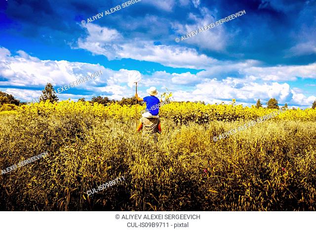 Father carrying son on shoulders, walking through filed of sunflowers, rear view, Ural, Sverdlovsk, Russia, Europe