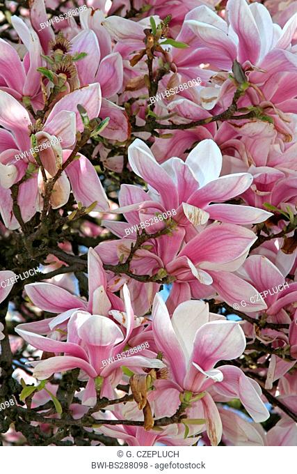 saucer magnolia (Magnolia x soulangiana, Magnolia soulangiana, Magnolia x soulangeana, Magnolia soulangeana), blooming, Germany, North Rhine-Westphalia
