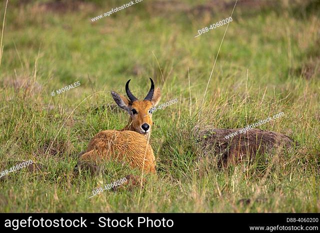 Africa, East Africa, Kenya, Masai Mara National Reserve, National Park, Common ReedbuckÂ (Redunca arundinum), lying in the grass