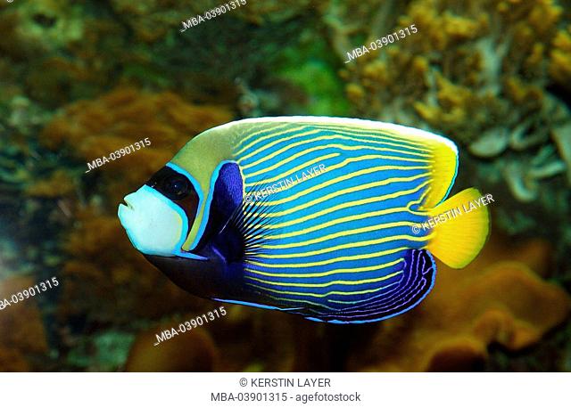 Imperator-Kaiserfisch, Pomacanthus imperator, at the side, animal, fish, sea-bull, Meeresfisch, ornament-fish, emperor-fish, blue-yellow