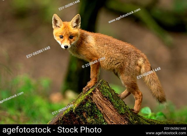 Baby red fox, vulpes vulpes, climbing on mossed stump in spring nature. Young orange mammal looking to the camera on wood