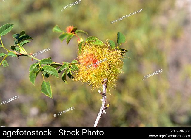 Rose bedeguar gall or moss gall is a gall produced by the hymenoptera insect (Diplolepis rosae) on Rosa canina. This photo was taken near Fortanete