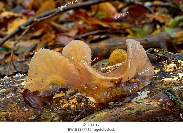 jelly ear (Auricularia auricula-judae, Hirneola auricula-judae), fruiting body on deadwood, Germany, Mecklenburg-Western Pomerania