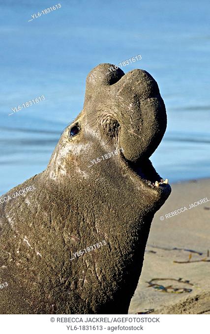 North America, USA, California, San Simeon  Northern Elephant Seal