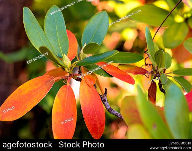 Colorfull Rhododendron leaves in the Autumn garden. Rhododendron Catawbiense Grandiflorum