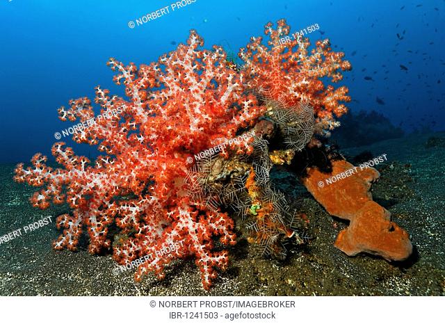 Klunzinger's soft coral (Dendronephthya klunzingeri) sponge, and Feather Hydroid (Aglaophenia cupressina) colonize sandy ground, Bali, island