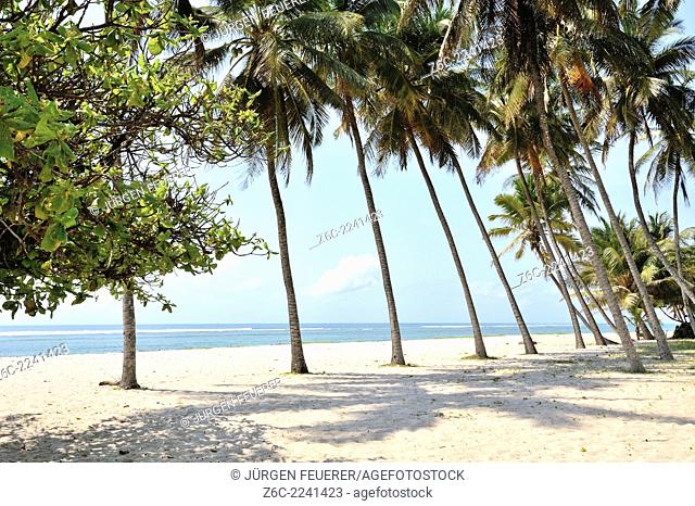Palm-lined dreamy beach, Mombasa, Kenya