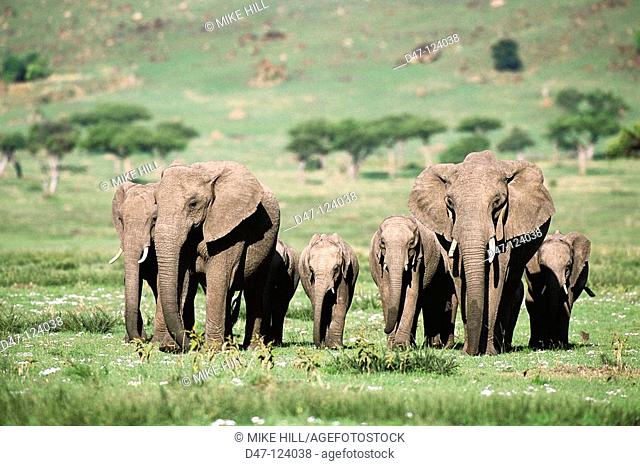 African Elephants (Loxodonta africana). Masai Mara Nature Reserve, Kenya
