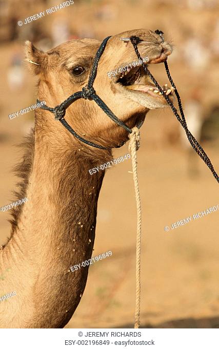Vocal Camel