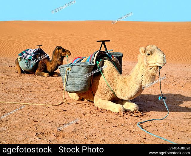 Sahara desert in Morocco and two dromedary camels reasting on sand