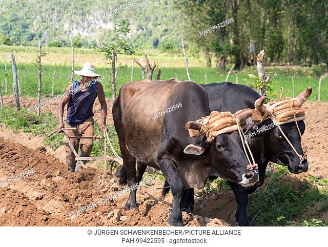 A farmer works his field with an ox plow in the Vinales valley. Tobacco is grown later on the field. (19 November 2017) | usage worldwide
