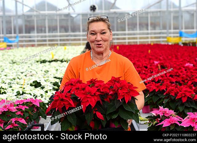 Poinsettias bloom in the greenhouse of the Florcenter in Olomouc, Czech Republic, November 8, 2021. Flowers are popular around Christmas