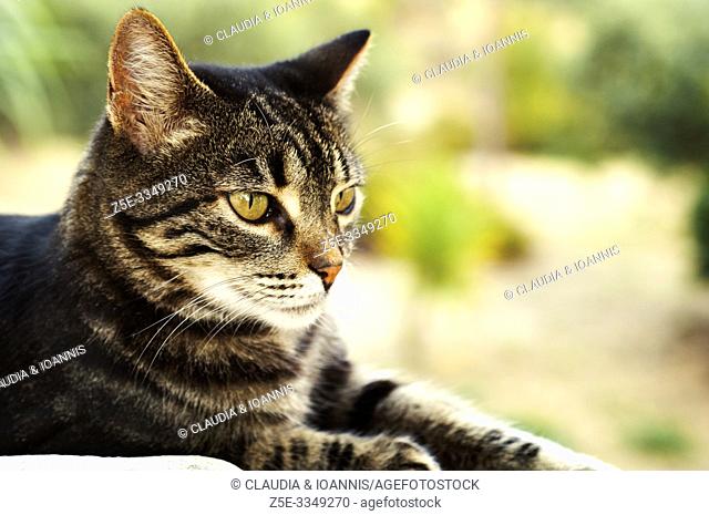 Portrait of a domestic cat outdoors