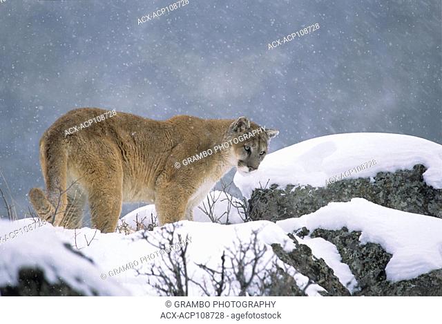 Cougar, Puma concolor, on rocky ledge in winter, Montana, USA