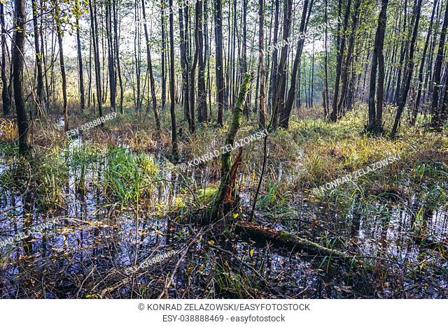 So called Karpaty nature reserve, part of national park of Kampinos Forest, large forests complex in Masovian Voivodeship of Poland