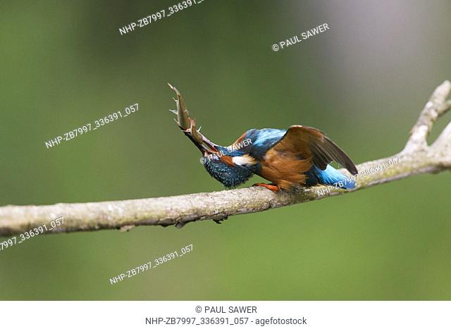 Common Kingfisher (Alcedo atthis) adult male, perched on branch with 2 Common Rudd (Scardinius erythropthalamus) prey in beak