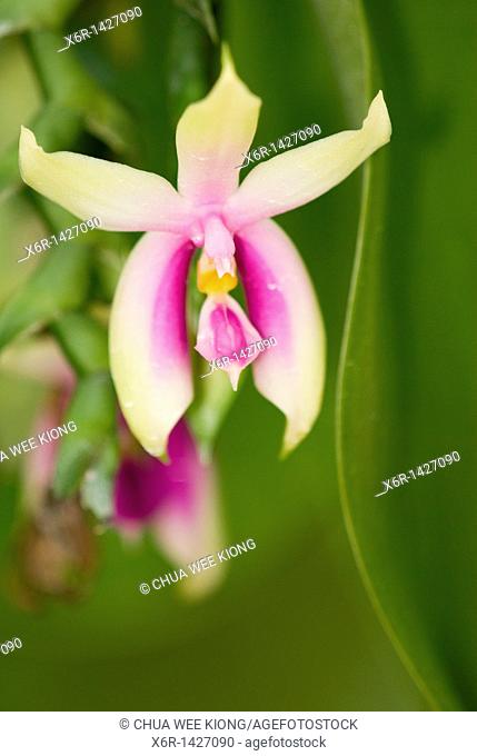 Phalaenopsis Bellina, Orchid Garden Kuching Sarawak Malaysia