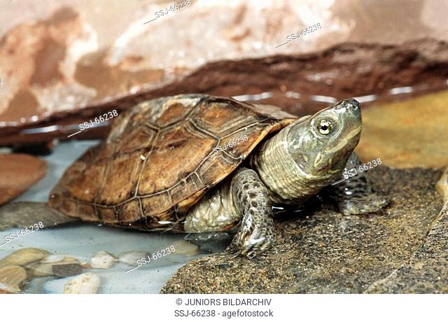 Reeves turtle / Chinese three-keeled pond turtle / Chinemys reevesii