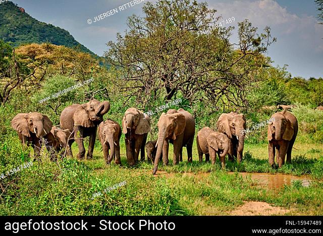 African elephant, Loxodonta africana, Manyara National Park, Tanzania, East Africa, Africa