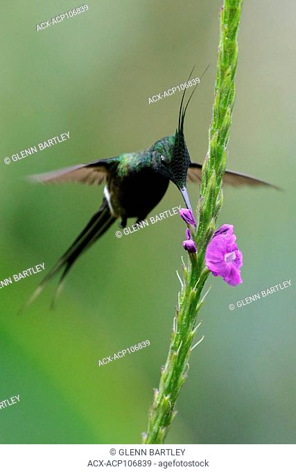 Wire-crested Thorntail (Popelairia popelairii) flying and feeding at a flower in the Amazon in Peru