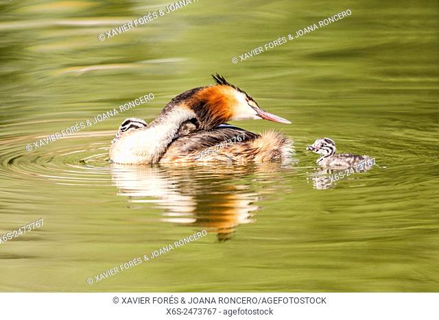 Great Crested Grebe -Podiceps cristatus- in the Lac du Bourget, Savoie, Rhône-Alpes, Francia