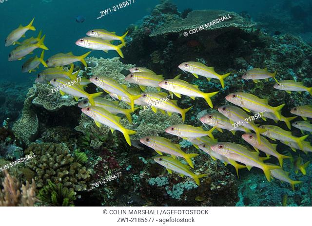 School of Yellowfin Goatfish (Mulloidichthys vanicolensis), Yellow Wall of Texas dive site, Horseshoe Bay, Nusa Kode, south Rinca Island, Komodo National Park