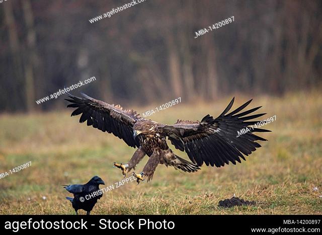 White-tailed eagle (Haliaeetus albicilla) on approach, Poland