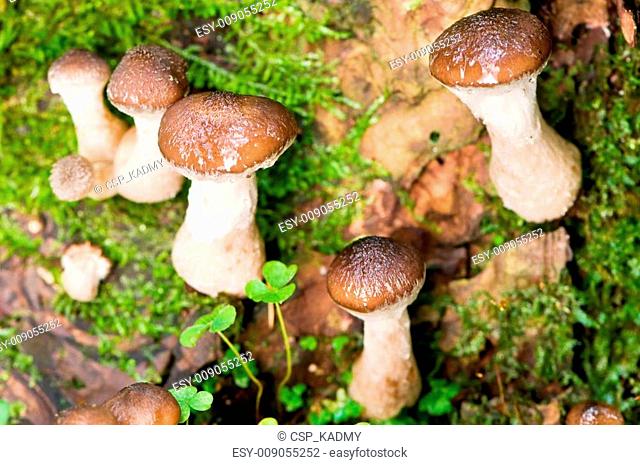 agaric honey mushrooms in forest